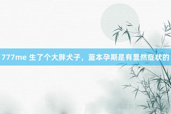 777me 生了个大胖犬子，蓝本孕期是有显然症状的